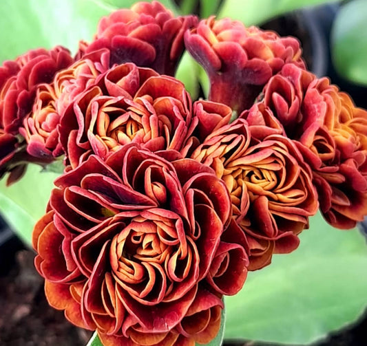 Primula auricula 'CHIQUITA' 50 Seeds