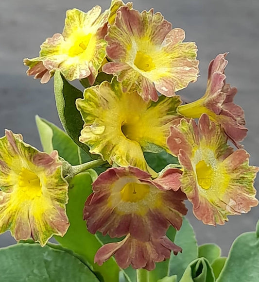 Primula auricula 'Marmorata' 50 Seeds