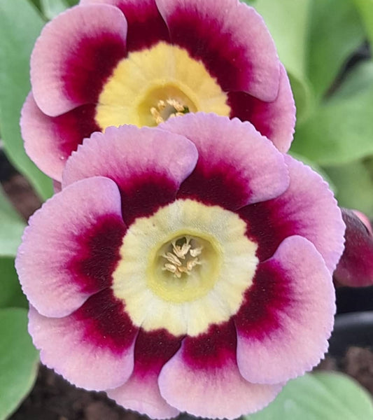 Primula auricula 'Heidi' 50 Seeds