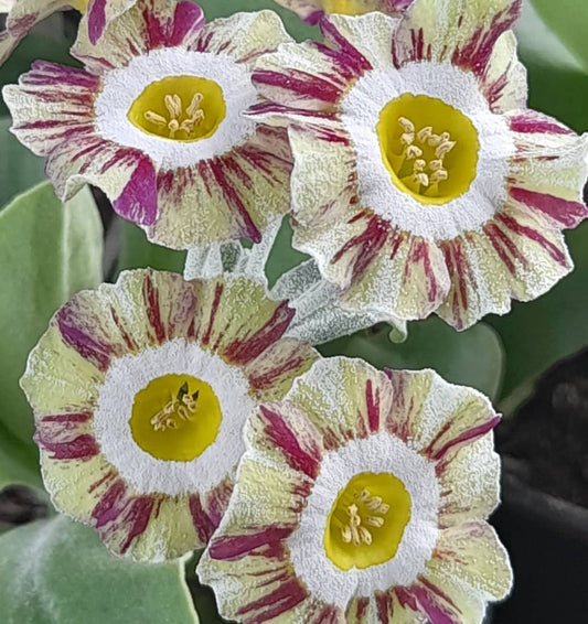 Primula auricula 'Shining Hour' 50 Seeds