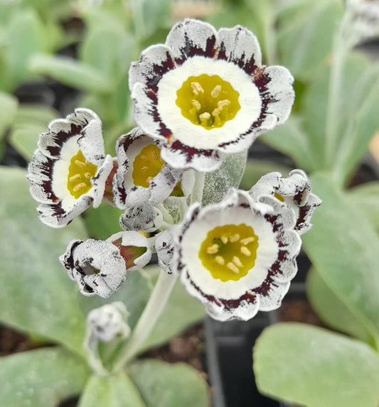 Primula auricula 'Grey Day' 50 Seeds