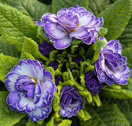 Primula auricula 'Blue Ripples' 50 Seeds