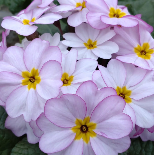 Primula vulgaris 'Woodland Rose' 50 Seeds