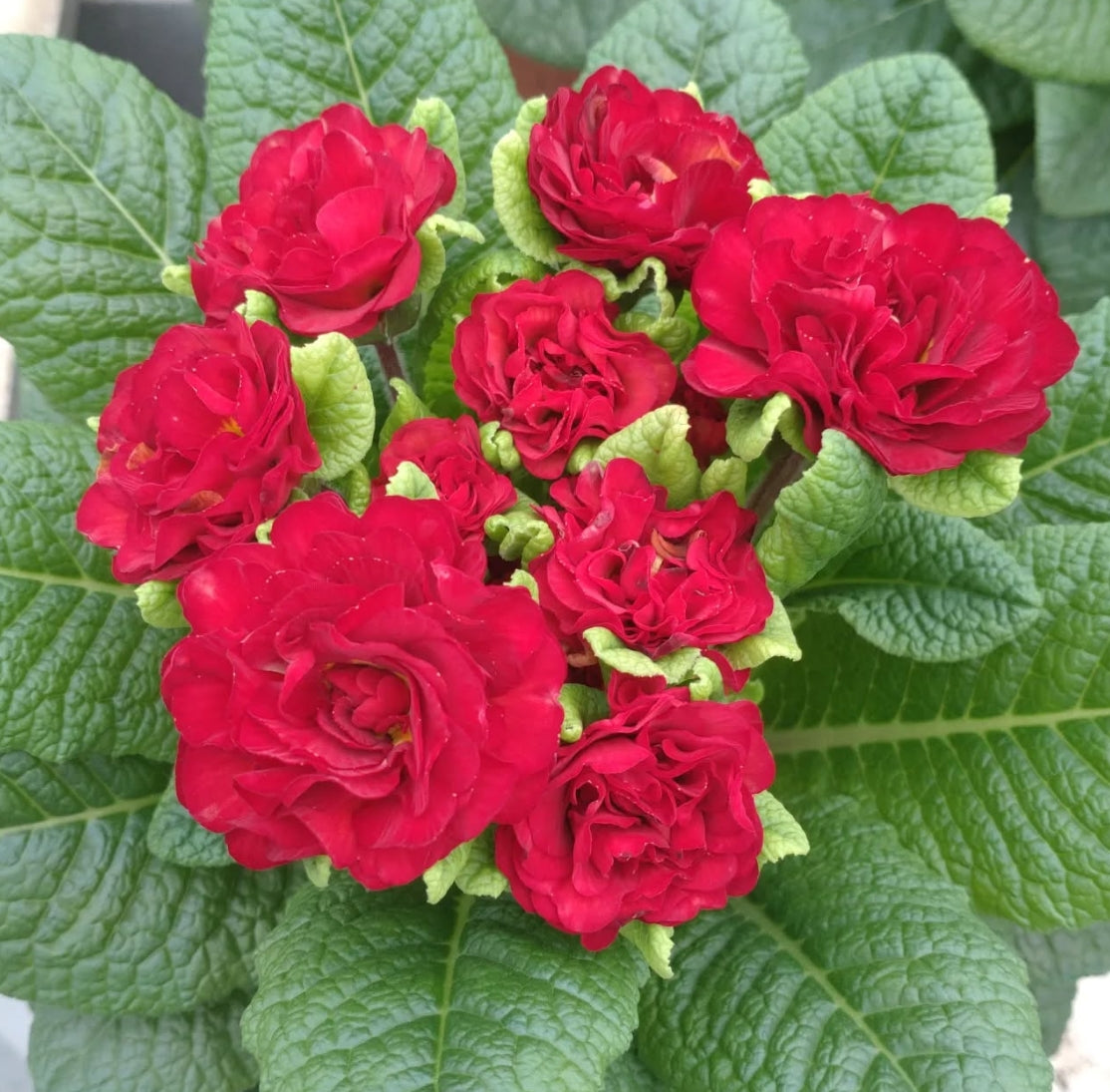 Primula 'Belarina Valentine' 50 Seeds