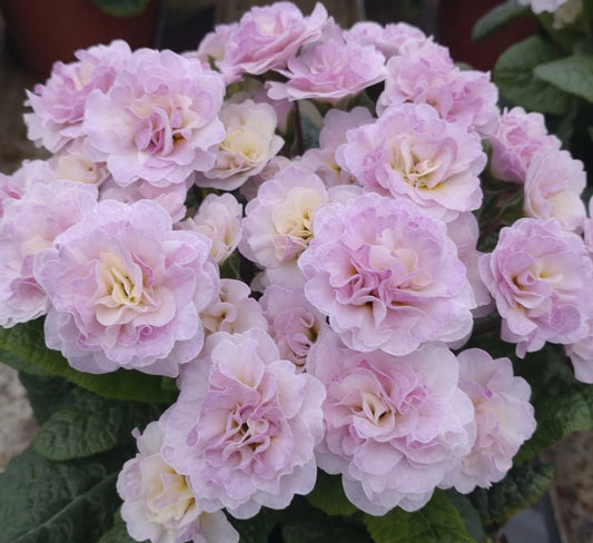 Primula 'Belarina Pink Champagne' 50 Seeds