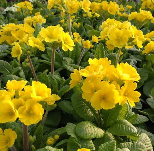 Primula officinalis 'Lemon' 50 Seeds