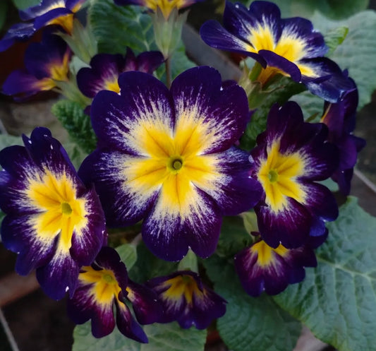 Primula vulgaris 'Unistar Blue Yellow' 50 Seeds