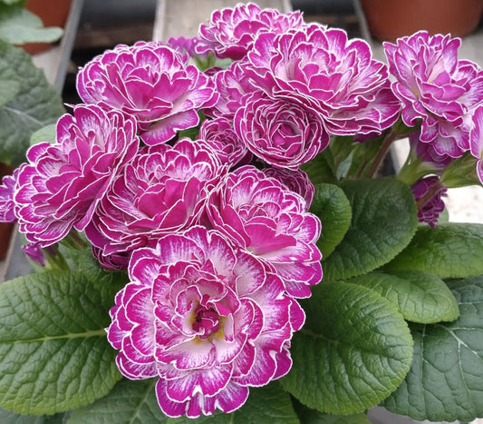 Primula 'Belarina Candy Frost' 50 Seeds
