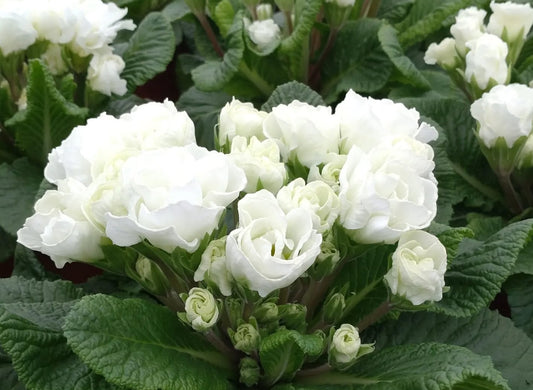Primula vulgaris 'Elle White' 50 Seeds