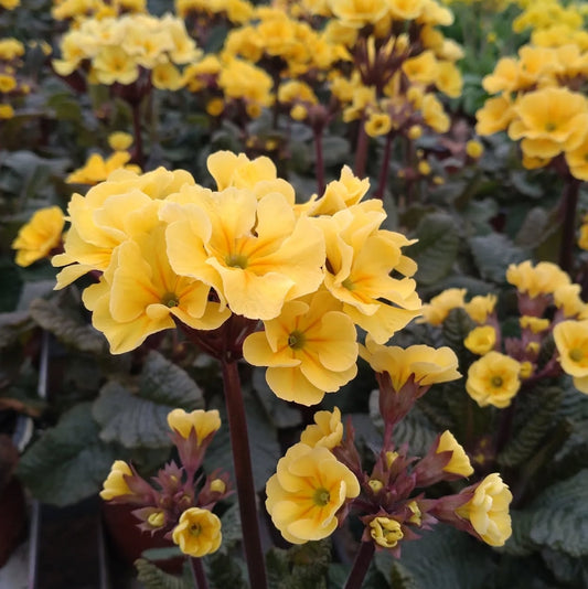 Primula 'Merlin Goldfeaver' 50 Seeds