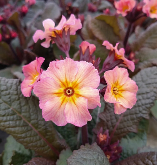 Primula 'Merlin Cottage' 50 Seeds