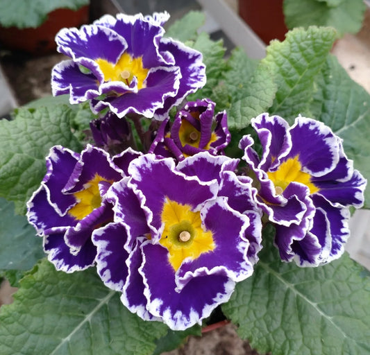 Primula vulgaris 'Coco Blau' 50 Seeds