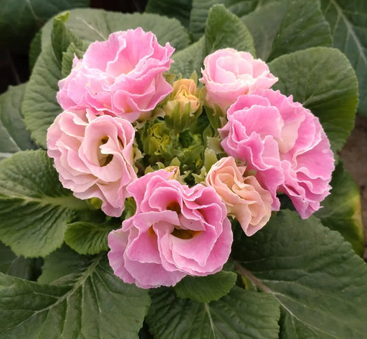 Primula vulgaris 'Rosalee Pfirsich' 50 Seeds