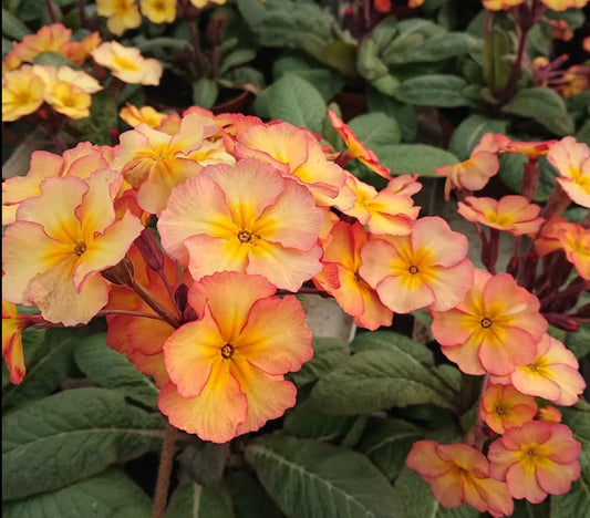 Primula vulgaris 'Gold Nugget' 50 Seeds