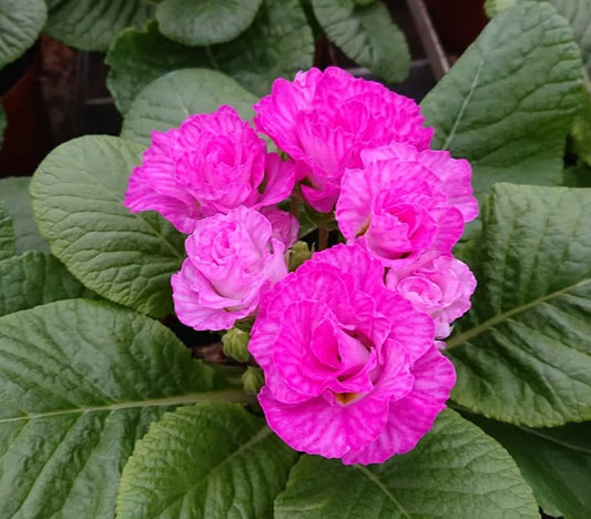 Primula vulgaris 'Suze' 50 Seeds