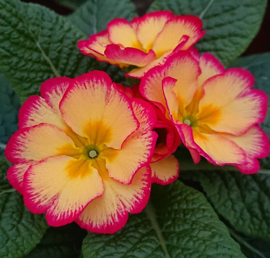 Primula vulgaris 'Scentsation Red Cream' 50 Seeds
