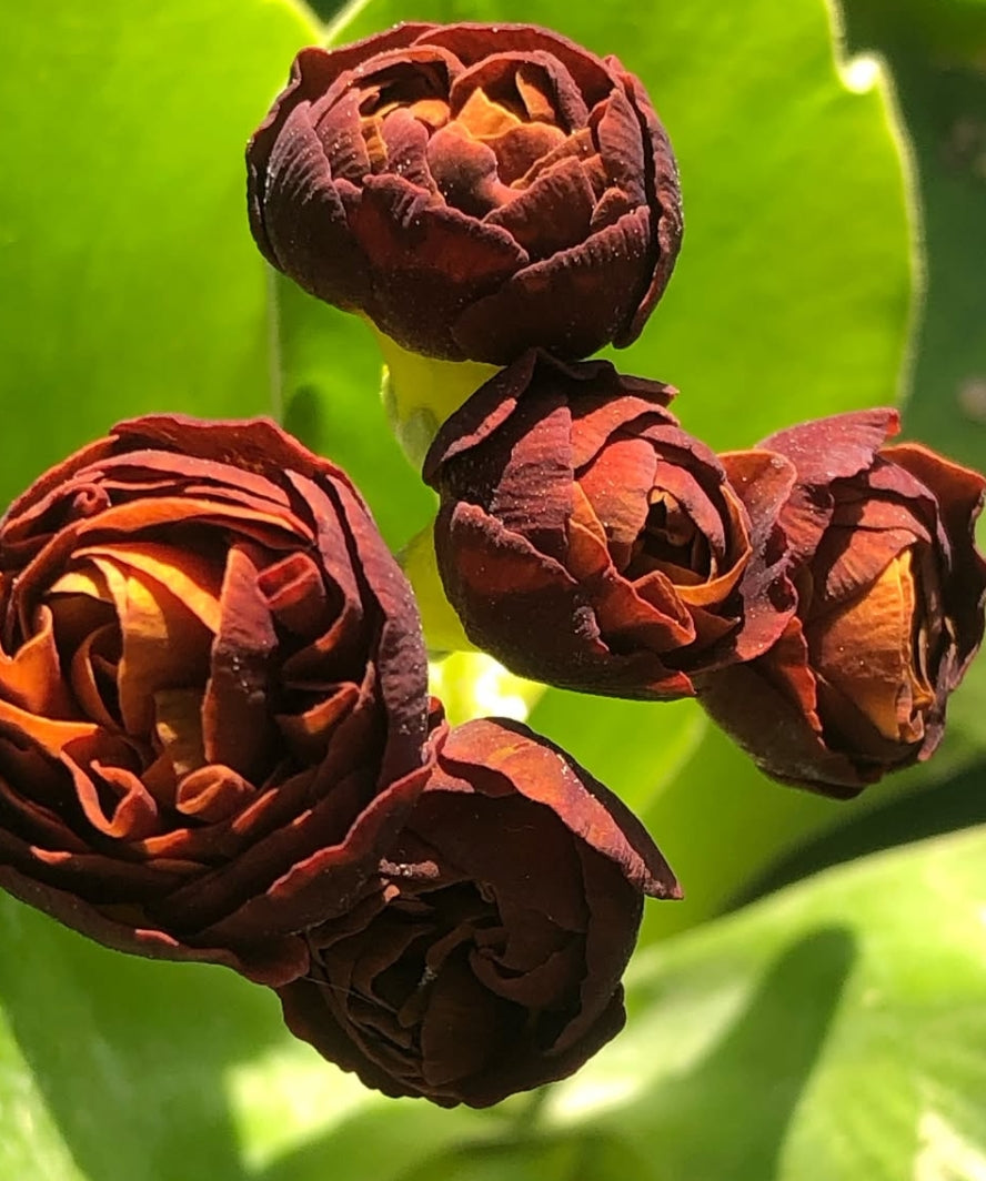 Primula auricula 'Branston' 50 Seeds