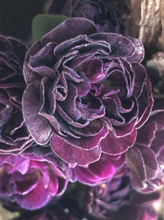 Primula auricula 'Powder Paint' 50 Seeds
