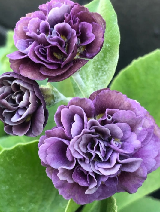 Primula auricula 'Forest Purple Penny' 50 Seeds