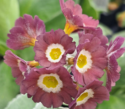 Primula auricula 'Harthopeburn' 50 Seeds