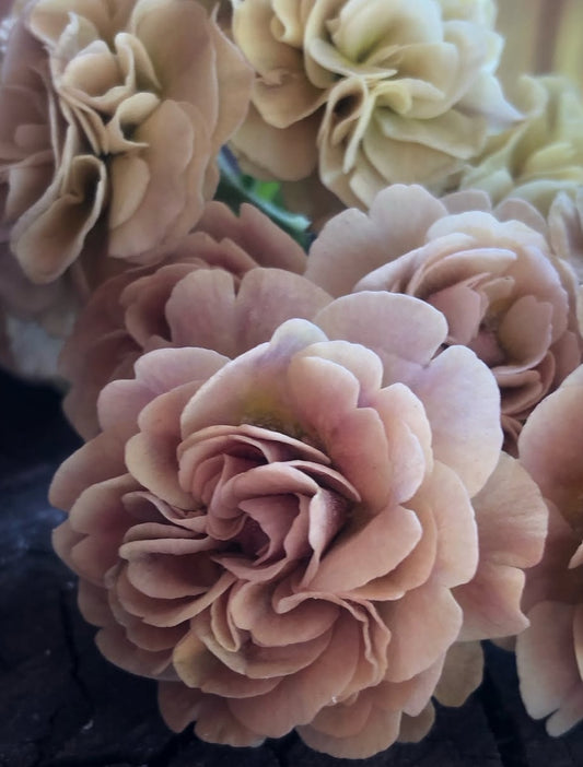 Primula auricula 'Samantha' 50 Seeds