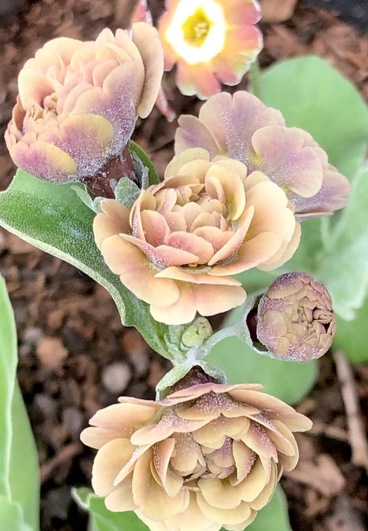 Primula auricula 'Krithia' 50 Seeds