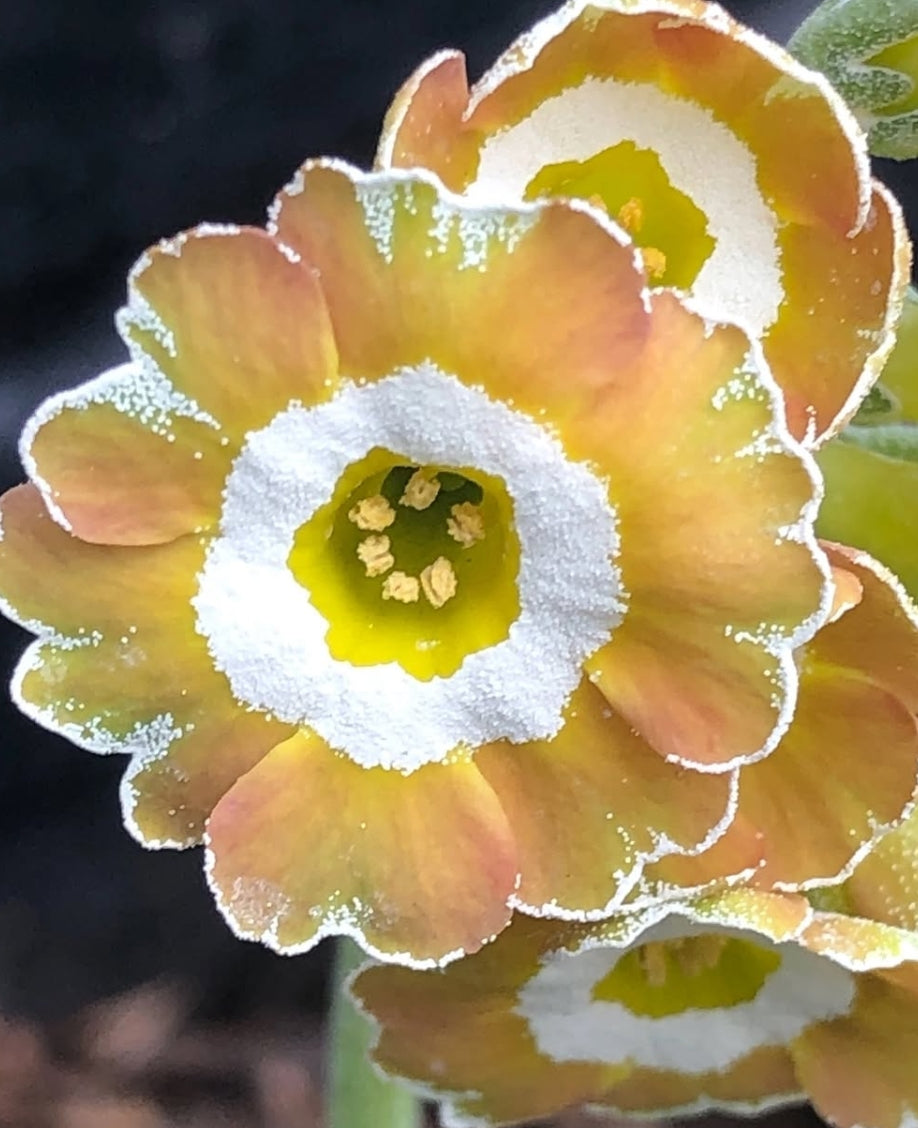Primula auricula 'Lord Saye and Sele' 50 Seeds
