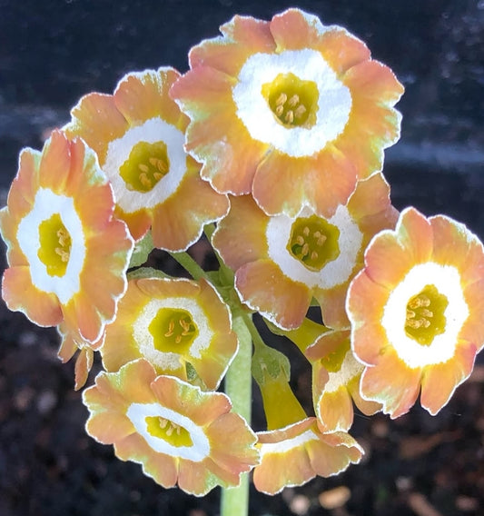 Primula auricula 'Lord Saye and Sele' 50 Seeds
