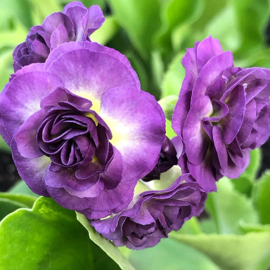 Primula auricula 'Metis' 50 Seeds