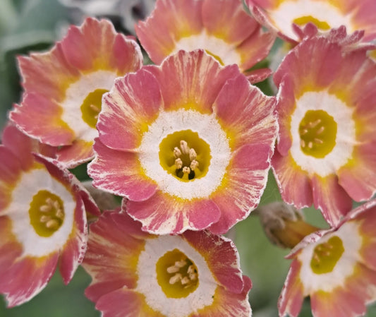 Primula auricula 'Deal' 50 Seeds