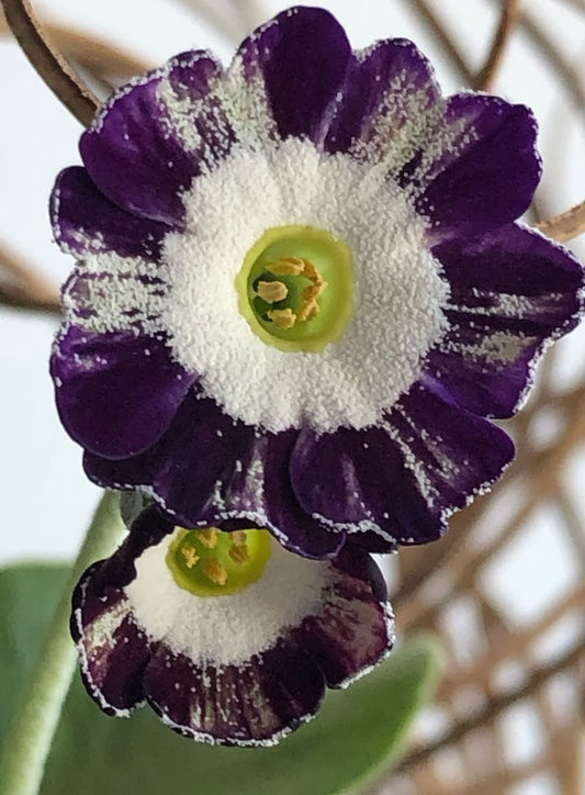 Primula auricula 'Isaz' 50 Seeds