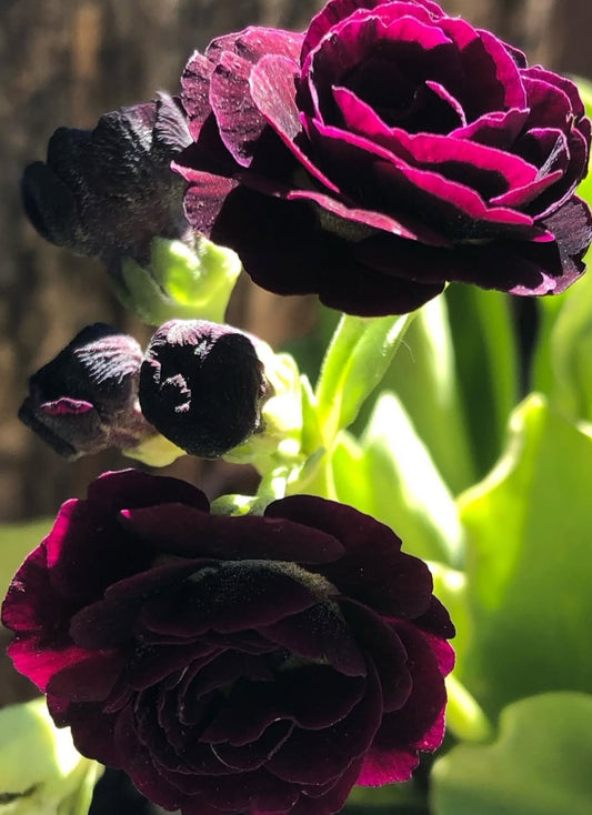 Primula auricula 'Cocoa' 50 Seeds