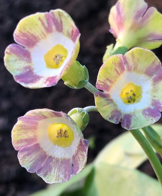 Primula auricula 'Lolita' 50 Seeds