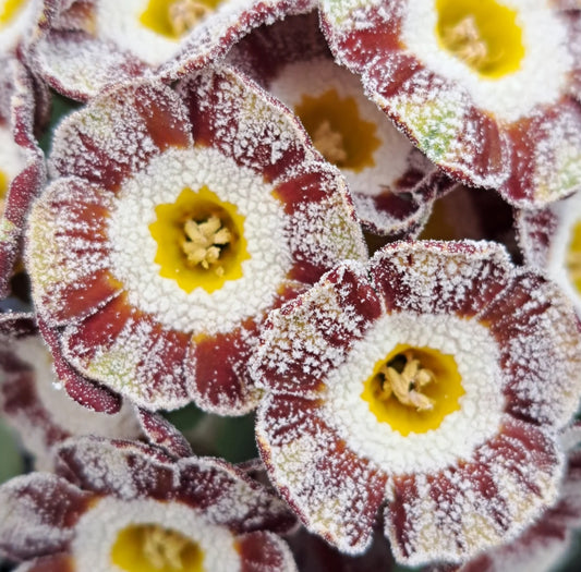 Primula auricula 'War Paint' 50 Seeds