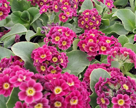 Primula auricula 'Heaven Scent' 50 Seeds (Copy)
