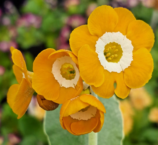 Primula auricula 'Judith' 50 Seeds