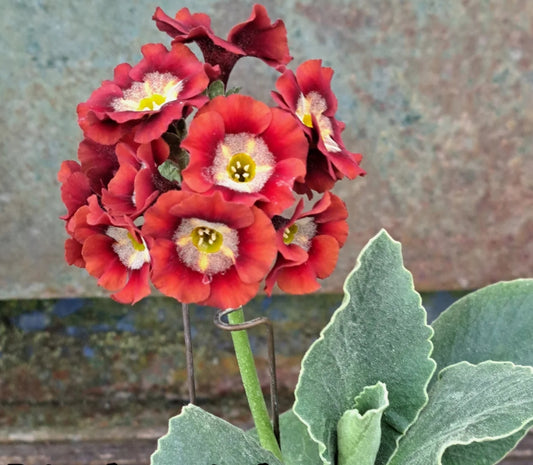 Primula auricula 'Rusty Red' 50 Seeds
