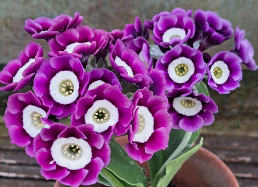 Primula auricula 'Border Blue' 50 Seeds