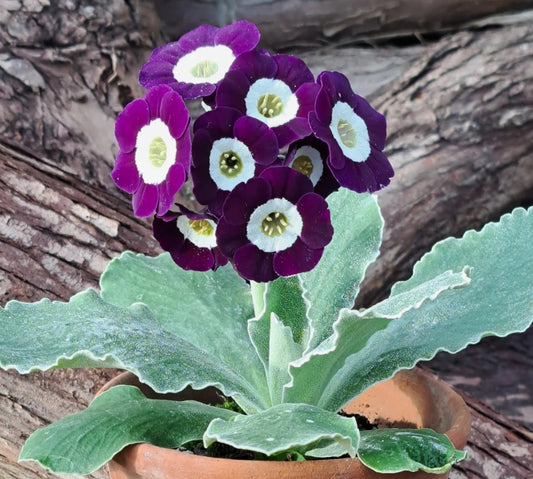 Primula auricula 'El Zoco' 50 Seeds