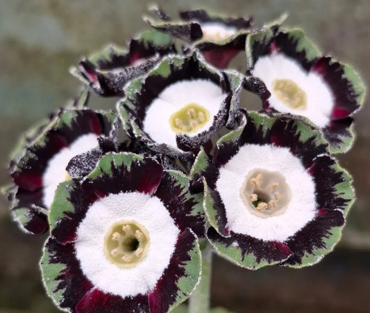 Primula auricula 'Holyrood' 50 Seeds