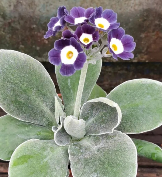 Primula auricula 'Northern Blue' 50 Seeds