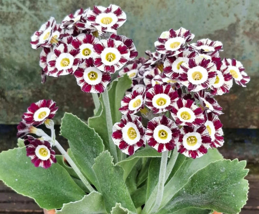 Primula auricula 'Regency Symphony' 50 Seeds