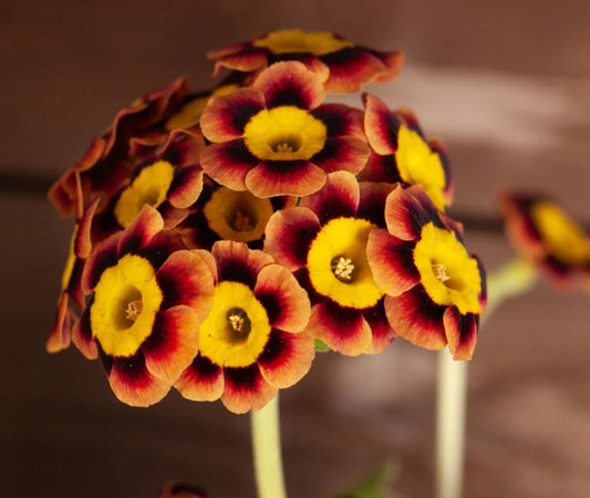 Primula auricula 'Jaffa' 50 Seeds