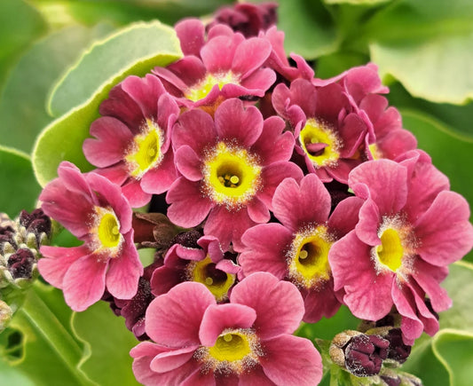 Primula auricula 'Heaven Scent' 50 Seeds