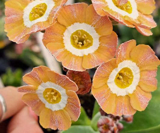 Primula auricula 'Old Buffer' 50 Seeds
