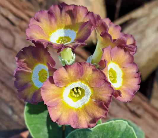 Primula auricula 'Renishaw Hall' 50 Seeds