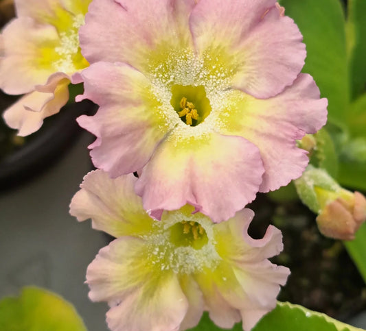 Primula auricula 'Joan Lockyer' 50 Seeds