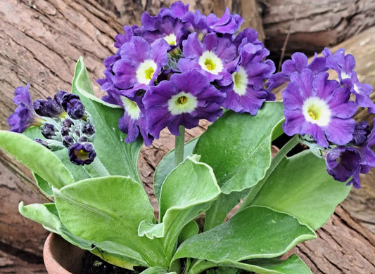 Primula auricula 'Blue Belle' 50 Seeds