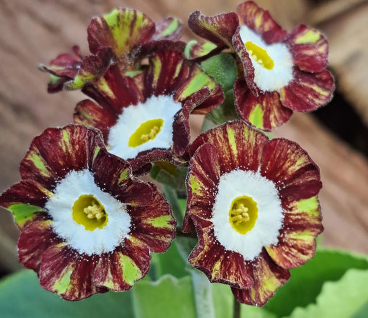 Primula auricula 'Regency Denya' 50 Seeds