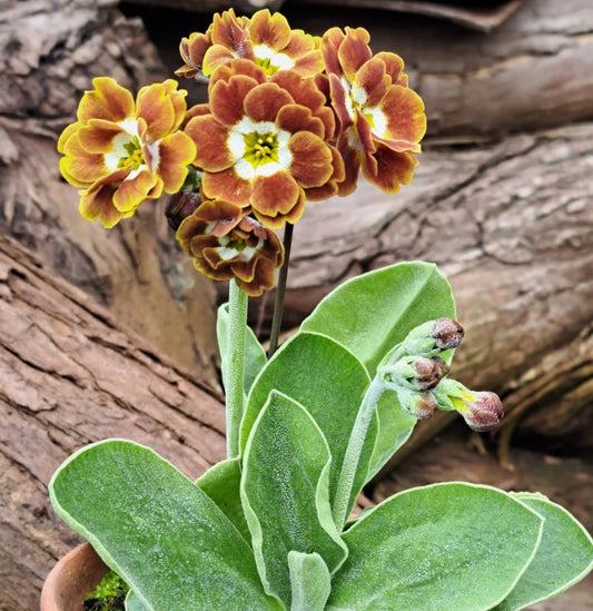 Primula auricula 'Mustard Sauce' 50 Seeds